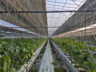 늘햇살팜 님의 기타작물 · 영농일지 작성글 사진