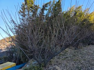 정정치님의 매실 · 영농일지 작성글 사진