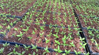 당진님의 고추 · 영농일지 작성글 사진