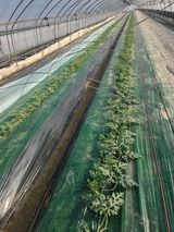 팜모닝 기타작물·영농일지 게시글 이미지