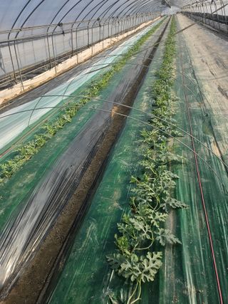 김동식님의 기타작물 · 영농일지 작성글 사진