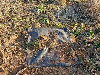 강화 산.해.감국님의 기타작물 · 영농일지 작성글 사진