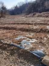 거창두릅농원김성희님의 작성글 사진