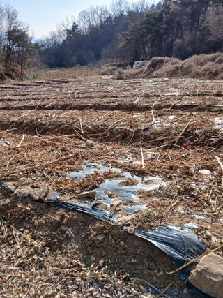 거창두릅농원김성희님의 두릅 · 영농일지 작성글 사진