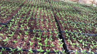 당진님의 고추 · 영농일지 작성글 사진