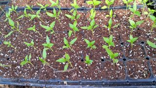 당진님의 고추 · 영농일지 작성글 사진