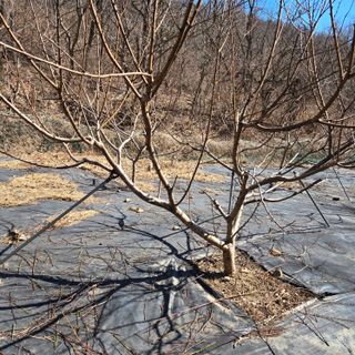 양배추21889님의 복숭아 · 영농일지 작성글 사진