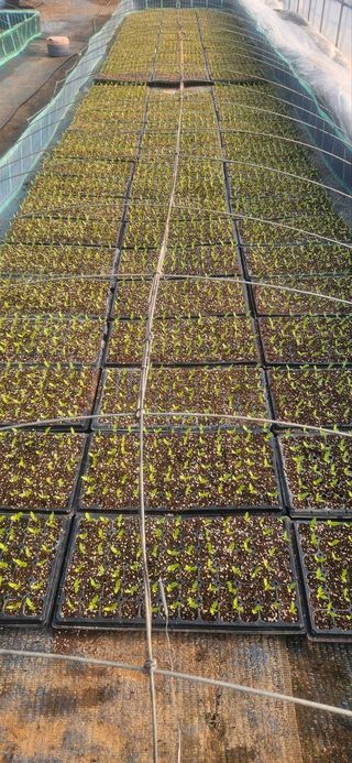 남기탁 님의 고추 · 영농일지 작성글 사진