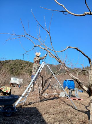 향양농장 사랑합니다님의 감 · 영농일지 작성글 사진