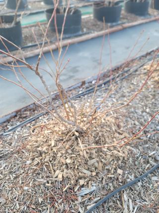 박치문님의 블루베리 · 영농일지 작성글 사진