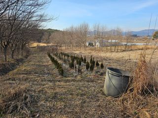 강화 산.해.감국님의 기타작물 · 영농일지 작성글 사진