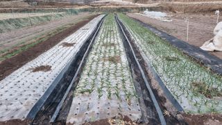 김동명님의 마늘 · 영농일지 작성글 사진