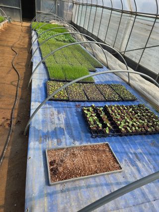 마늘25328님의 호박 · 영농일지 작성글 사진