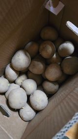 팜모닝 감자·영농일지 게시글 이미지