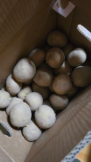 현금호님의 감자 · 영농일지 작성글 사진