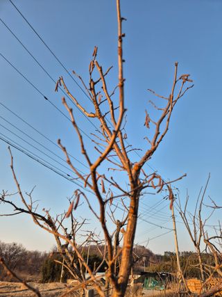 장재갑님의 기타작물 · 영농일지 작성글 사진