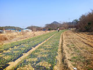 오이8898황산면님의 마늘 · 영농일지 작성글 사진