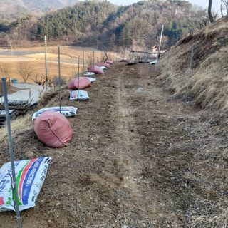 가로수님의 기타작물 · 영농일지 작성글 사진
