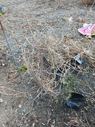 은행5k35000원님의 기타작물 · 영농일지 작성글 사진