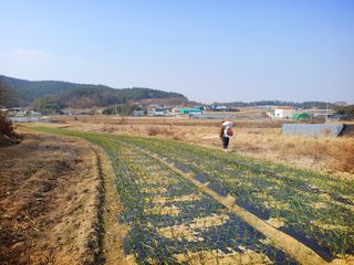 오이8898황산면님의 마늘 · 영농일지 작성글 사진