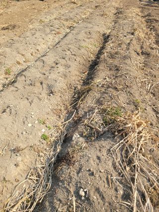 김선순(공룡자색마)님의 고추 · 영농일지 작성글 사진