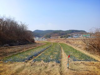 오이8898황산면님의 마늘 · 영농일지 작성글 사진