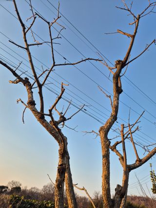 장재갑님의 기타작물 · 영농일지 작성글 사진