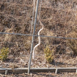 가로수님의 기타작물 · 영농일지 작성글 사진