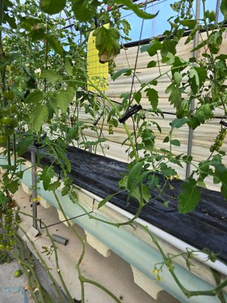 김호진님의 토마토 · 영농일지 작성글 사진