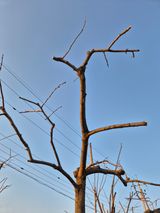 팜모닝 기타작물·영농일지 게시글 이미지