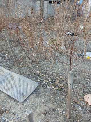 은행5k35000원님의 기타작물 · 영농일지 작성글 사진