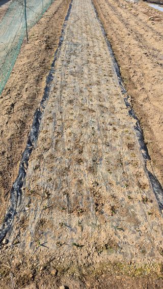 전환엽님의 마늘 · 영농일지 작성글 사진