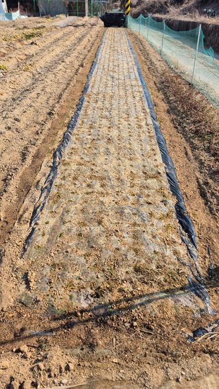 전환엽님의 마늘 · 영농일지 작성글 사진