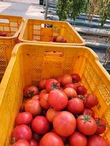 팜모닝 기타작물·영농일지 게시글 이미지