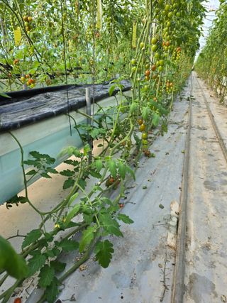 김호진님의 토마토 · 영농일지 작성글 사진