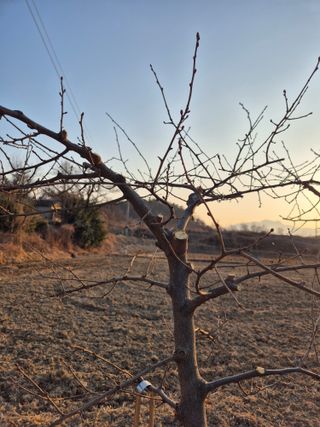 장재갑님의 기타작물 · 영농일지 작성글 사진