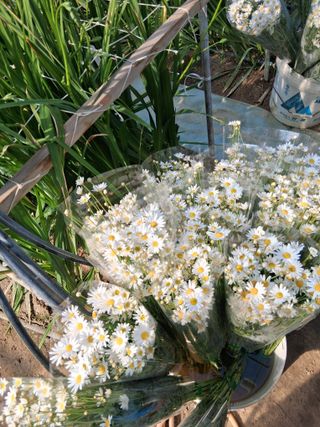 조희후 님의 기타작물 · 영농일지 작성글 사진