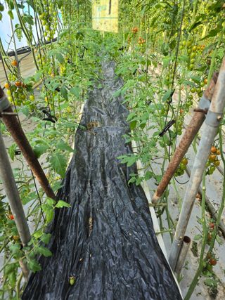 김호진님의 토마토 · 영농일지 작성글 사진