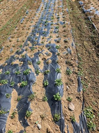 이순금님의 기타작물 · 영농일지 작성글 사진