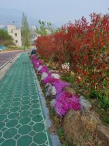 팜모닝 고추·영농일지 게시글 이미지