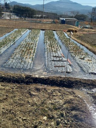 낙엽교목류17614님의 마늘 · 영농일지 작성글 사진