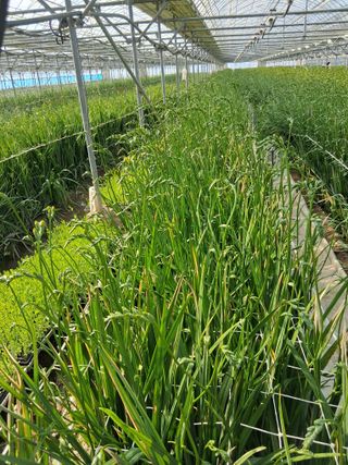 조희후 님의 기타작물 · 영농일지 작성글 사진