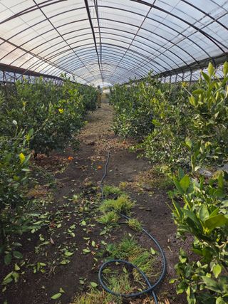 제주온님의 기타작물 · 영농일지 작성글 사진