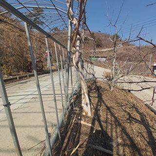 가로수님의 기타작물 · 영농일지 작성글 사진