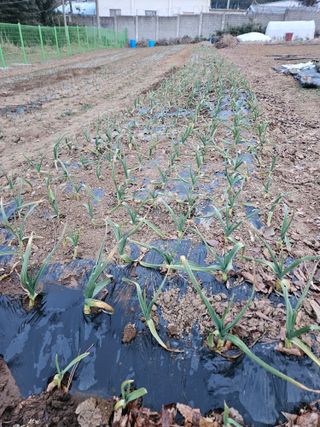 이순금님의 기타작물 · 영농일지 작성글 사진