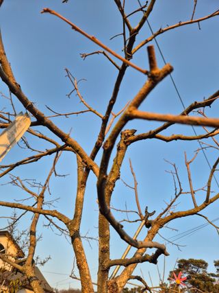 장재갑님의 기타작물 · 영농일지 작성글 사진