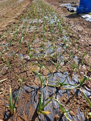 이순금님의 기타작물 · 영농일지 작성글 사진