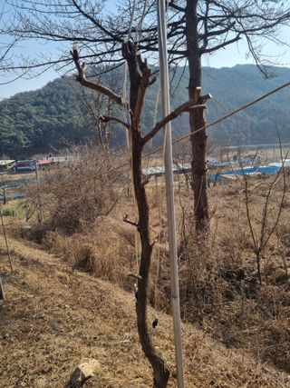 심기섭님의 기타작물 · 영농일지 작성글 사진