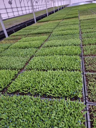 이명숙님의 고추 · 영농일지 작성글 사진