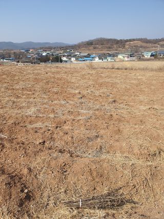 김영복님의 참깨 · 영농일지 작성글 사진